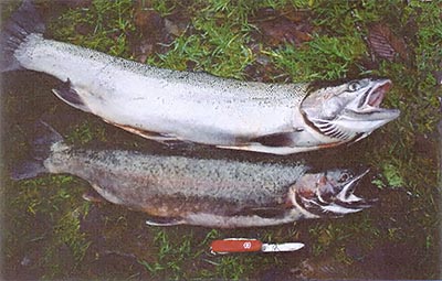 Two steelhead. Top is a female, not long from the sea. Below is a spawning male.